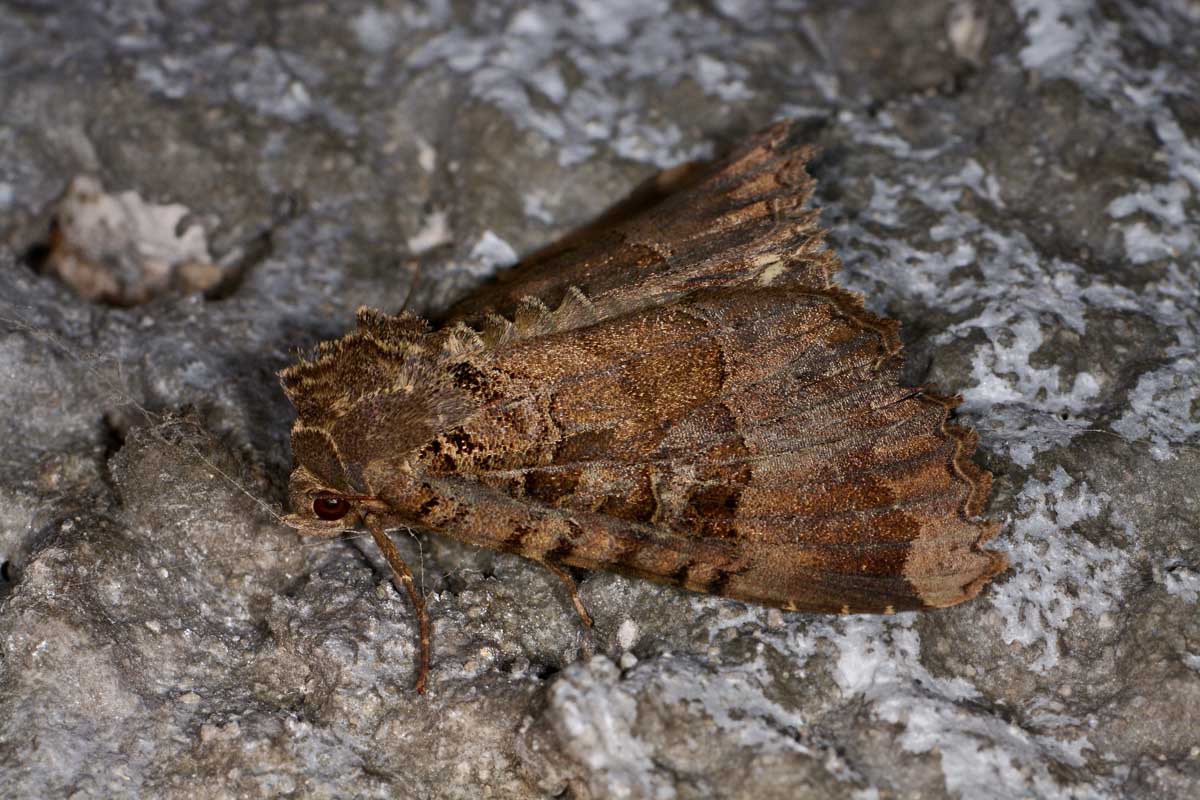 Noctuidae di galleria - Mormo maura